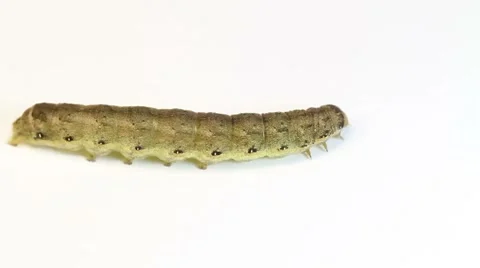 Caterpillar on a white background Stock Footage 8520891