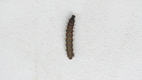 Caterpillar on white background Stock Footage 115533594