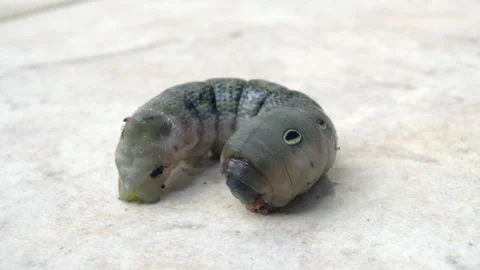 A caterpillar on a white background 库存影片 255771792