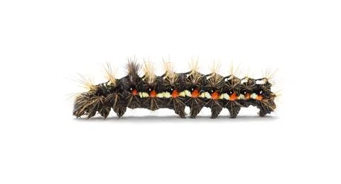 Caterpillar on white background Stock Photos