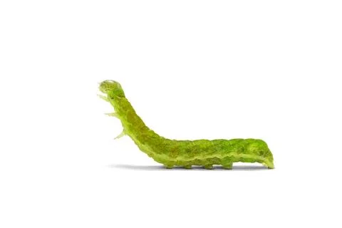 Caterpillar on white background Stock Photos