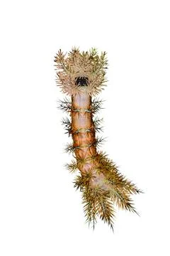 Caterpillar on a white background Stock Photos