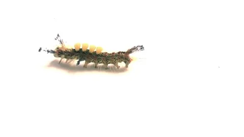 Caterpillar on white background walking in middle from right to left Video stock 72237519