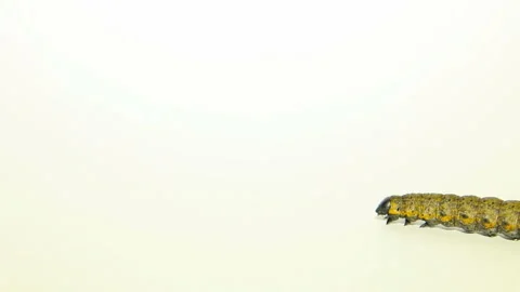 Caterpillar on white sheet of paper Stock Footage 86525665