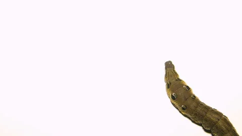 Caterpillar on white sheet of paper Stock Footage 86525786