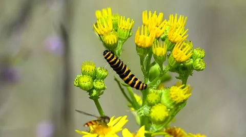 Caterpillar on a wild flower Stock Footage 7767388