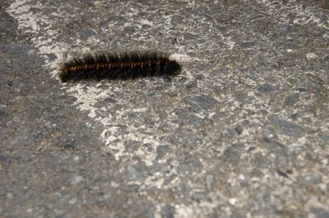 Caterpillar of the winter webworm. Stock Photos