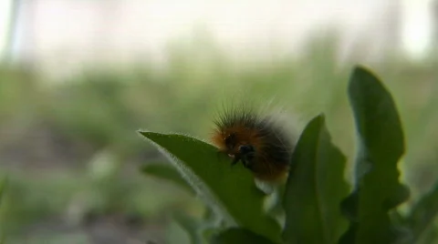 Caterpillar at work Stock Footage 729841