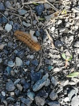 Caterpillar-worm Stock Photos