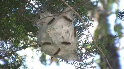 Caterpillar worms Video stock 3476834