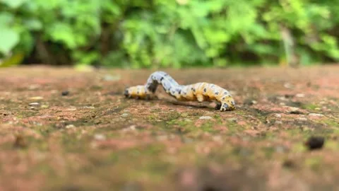 Caterpillar, wriggling forward Stock-Footage 219548727