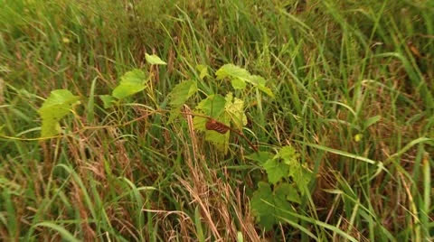 Caterpillar zoom in Stock Footage 8930849
