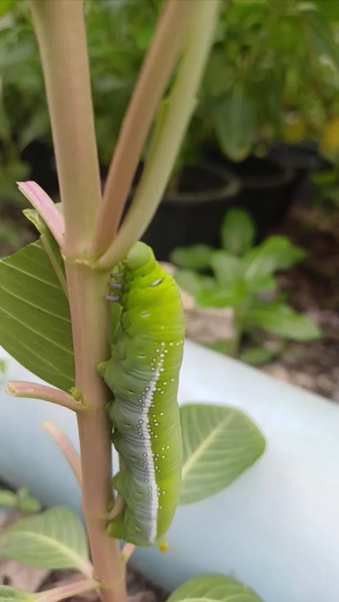 Caterpillar1 Stock Footage 277378270