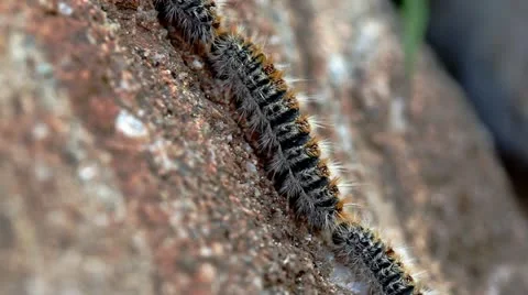 Caterpillars 1 Video stock 10914033