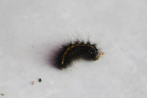 Caterpillars 1 Stock Photos