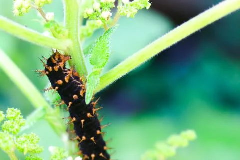 Caterpillars 1 Stock Photos