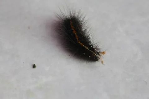 Caterpillars 2 Stock Photos