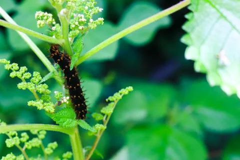 Caterpillars 2 Foto stock