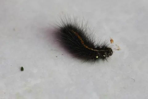 Caterpillars 3 Stock Photos