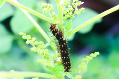 Caterpillars 3 Foto stock