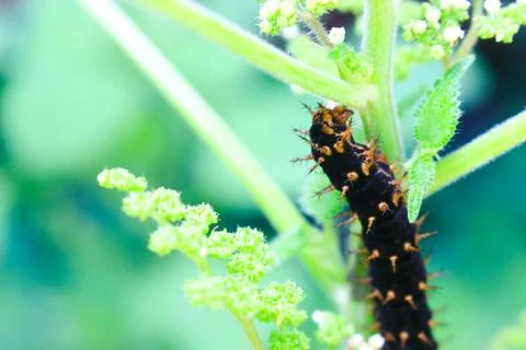 Caterpillars 4 Stock-Fotos