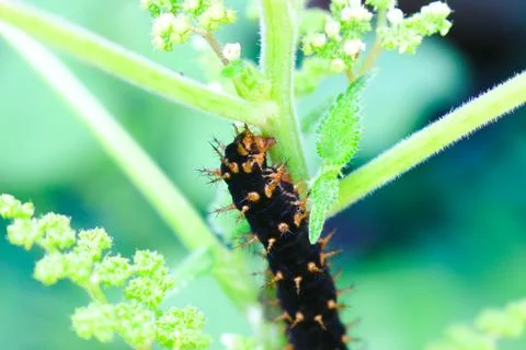 Caterpillars 5 Stock Photos