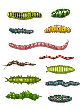 Caterpillars and worms Stock Illustration