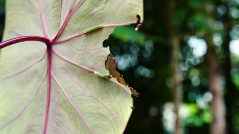 Caterpillars are eating leaves. Stock Footage 195815077