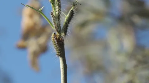 Caterpillars are a processional moth eating leaves on the branches of a tree. Stock Footage 162344094