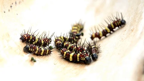 Caterpillars on bamboo leaves. Stock-Footage 76358286