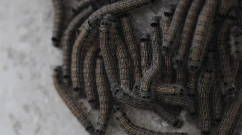 Caterpillars on the bark of apple tree. Macro  Video stock 64477661