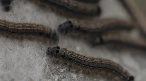 Caterpillars on the bark of apple tree. Macro  Video stock 64477840