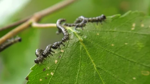 Caterpillars of birch leafminer on birch leaf. Refocusing. Stock Footage 85251005
