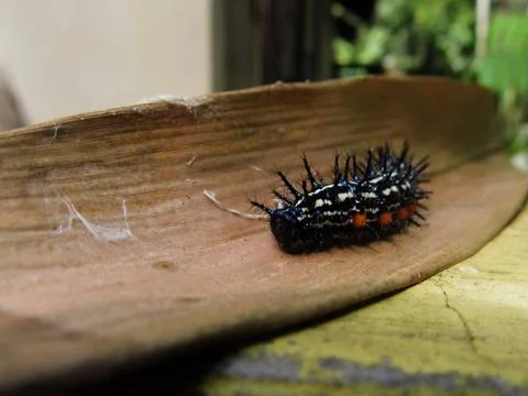 Caterpillars with black and strip withe color on bamboo leaf Stock Photos