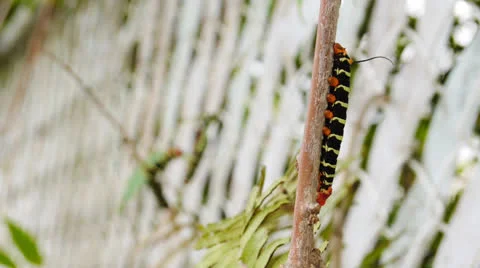 Caterpillars in branches Stock Footage 23498823