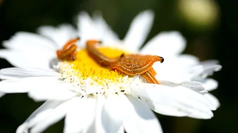 Caterpillars on a bright white flower Stock Footage 36645878