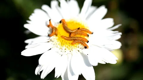 Caterpillars on a bright white flower Stock Footage 36645942