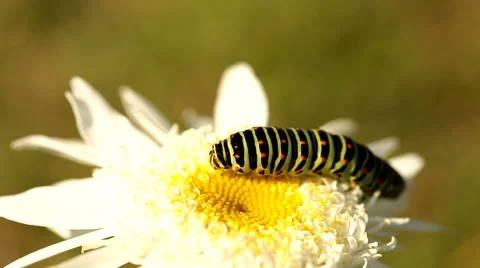 Caterpillars on a bright white flower Stock Footage 55775285
