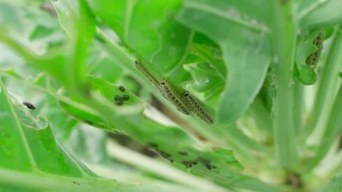 Caterpillars on a Brussels sprout leaf, close-up. Pests eating vegetables in the Stock Footage 316148007