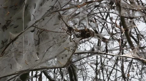 Caterpillars build as spinning a mesh Stock Footage 64691910