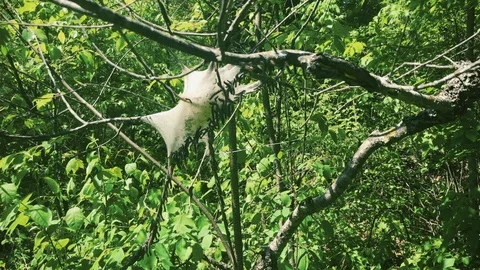 Caterpillars Building a Nest in a Tree Stock Footage 95681905