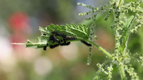 Caterpillars in a bunch moving around Video stock 250997058