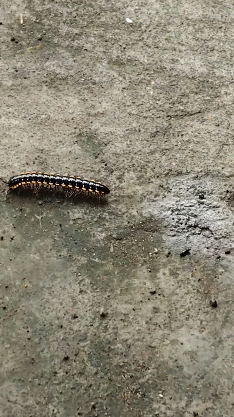 Caterpillars on the cement floor Stock Footage 294023383