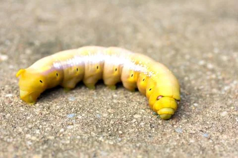 Caterpillars on a cement floor Stock Photos