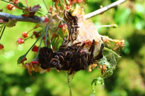 Caterpillars on a cherry tree Stock Photos