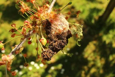 Caterpillars on a cherry tree Stock Photos