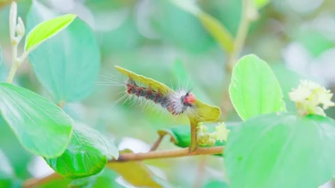 Caterpillars cling to the underside of leaves to slowly eat the leaves as food. Stock Footage 250933078