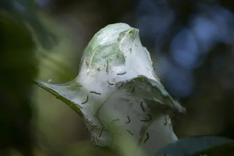Caterpillars in a Cocoon Stock Photos