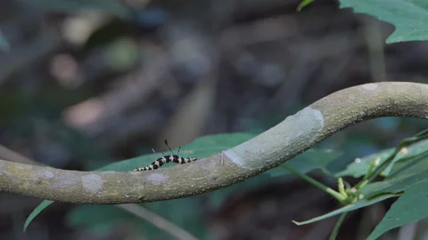 Caterpillars crawling on branches. Video stock 143193209
