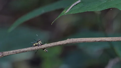 Caterpillars crawling on branches. Stock-Footage 143193556